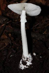 Amanita bisporigera image