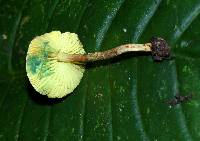 Lepiota trichroma image