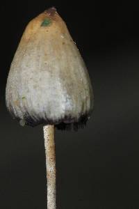 Psilocybe semilanceata image