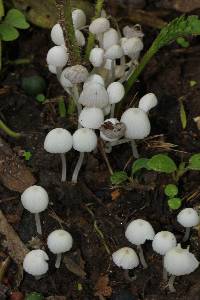 Coprinellus disseminatus image