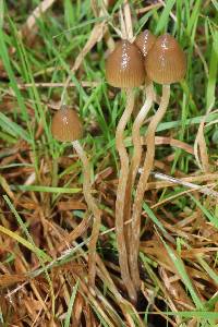 Psilocybe semilanceata image