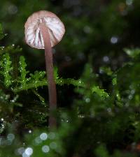 Mycena singeri image