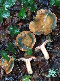 Lactarius rubrilacteus image