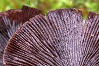 Psilocybe yungensis image