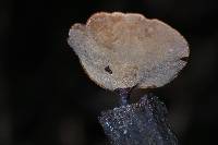 Polyporus leptocephalus image