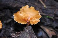 Polyporus leptocephalus image