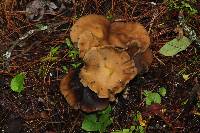 Psilocybe zapotecorum image