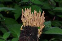 Ramaria stricta image