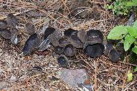 Helvella macropus image