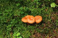 Lactarius salmonicolor image