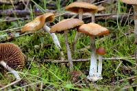 Psilocybe cyanescens image