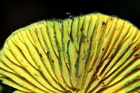 Lepiota trichroma image