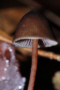 Psilocybe fagicola image