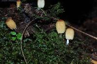 Coprinellus micaceus image