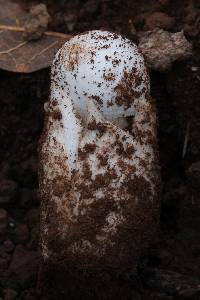 Amanita fallax image