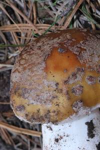 Amanita rubescens image