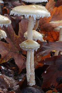 Stropharia ambigua image