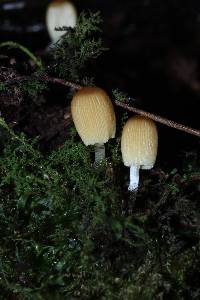 Coprinellus micaceus image