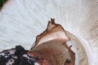 Amanita rubescens image