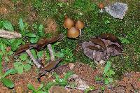 Psilocybe zapotecorum image