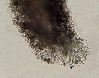 Psilocybe muliercula image