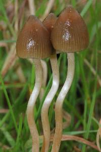 Psilocybe semilanceata image