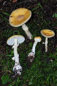 Amanita xylinivolva image