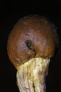 Elaphocordyceps capitata image