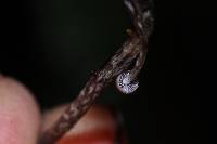 Psilocybe neoxalapensis image