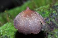 Psilocybe yungensis image