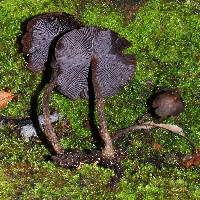 Psilocybe yungensis image