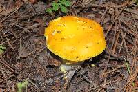 Amanita flavoconia image