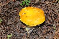 Amanita flavoconia image