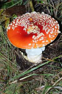 Amanita muscaria subsp. flavivolvata image