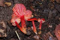 Hygrocybe coccinea image