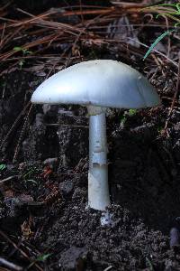 Amanita bisporigera image