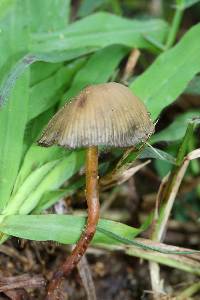 Psilocybe mexicana image