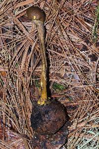 Elaphocordyceps capitata image