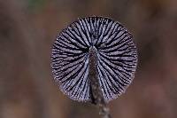 Psilocybe fagicola image