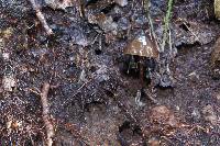 Psilocybe neoxalapensis image