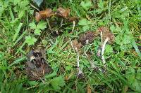 Psilocybe cyanescens image