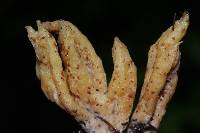 Ramaria stricta image