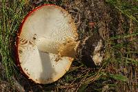 Amanita muscaria image