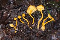 Cantharellus minor image