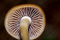 Psilocybe aztecorum image