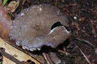 Lactarius lignyotus image