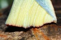 Boletus subvelutipes image