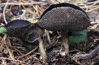 Helvella macropus image