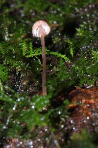 Mycena singeri image