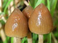 Psilocybe semilanceata image